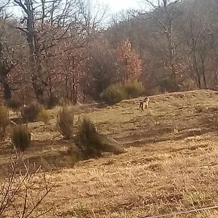 Casas Rurales Trefacio Trefacio