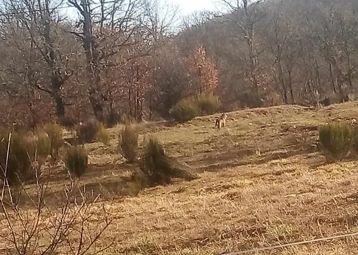 Casas Rurales Trefacio Trefacio